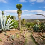 San Miguel Agave Tours Offer a Deeper Look at Mexico