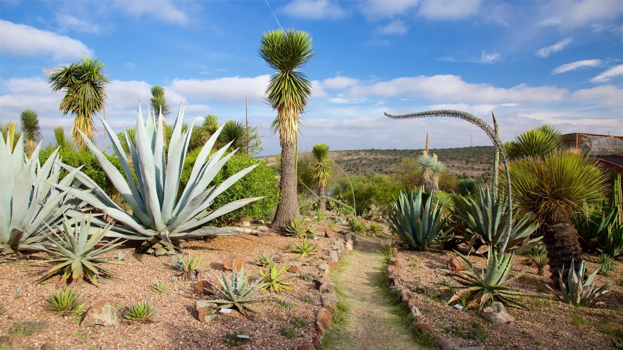 San Miguel Agave Tours Offer a Deeper Look at Mexico