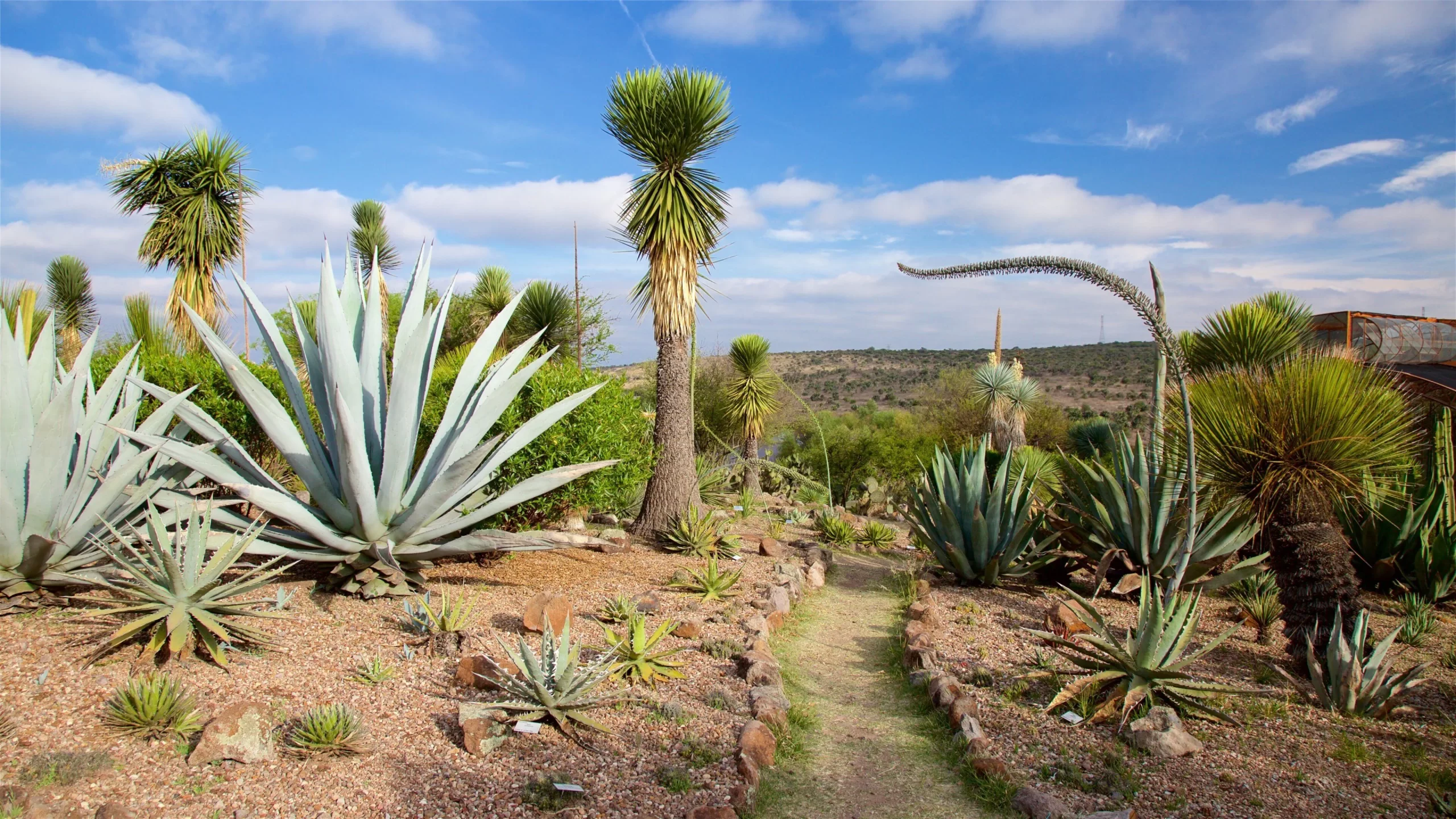 San Miguel Agave Tours Offer a Deeper Look at Mexico