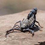 Scorpion