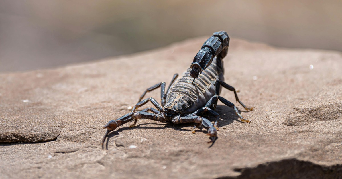 Scorpion