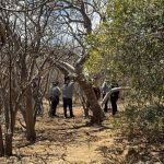 Three clandestine graves found in Los Cabos in days