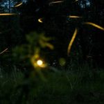 Tlaxcala Firefly Season Sets Visitor Limits for 2026