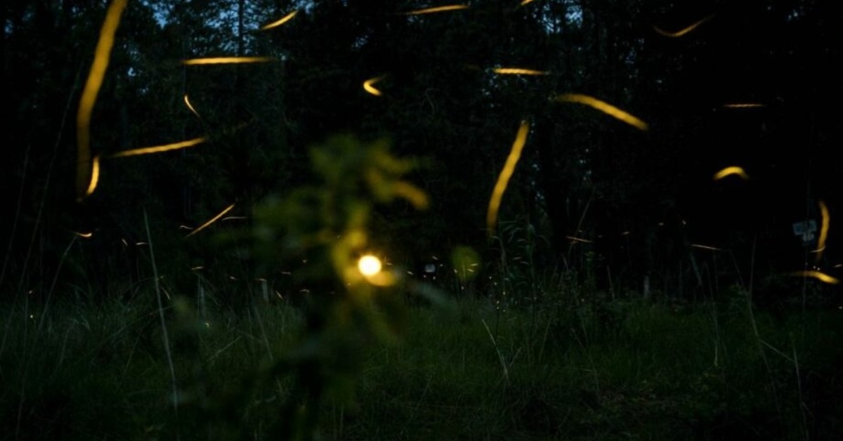 Tlaxcala Firefly Season Sets Visitor Limits for 2026
