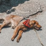 Yucatán Heat Raises Pet Heatstroke Risks Above 40C