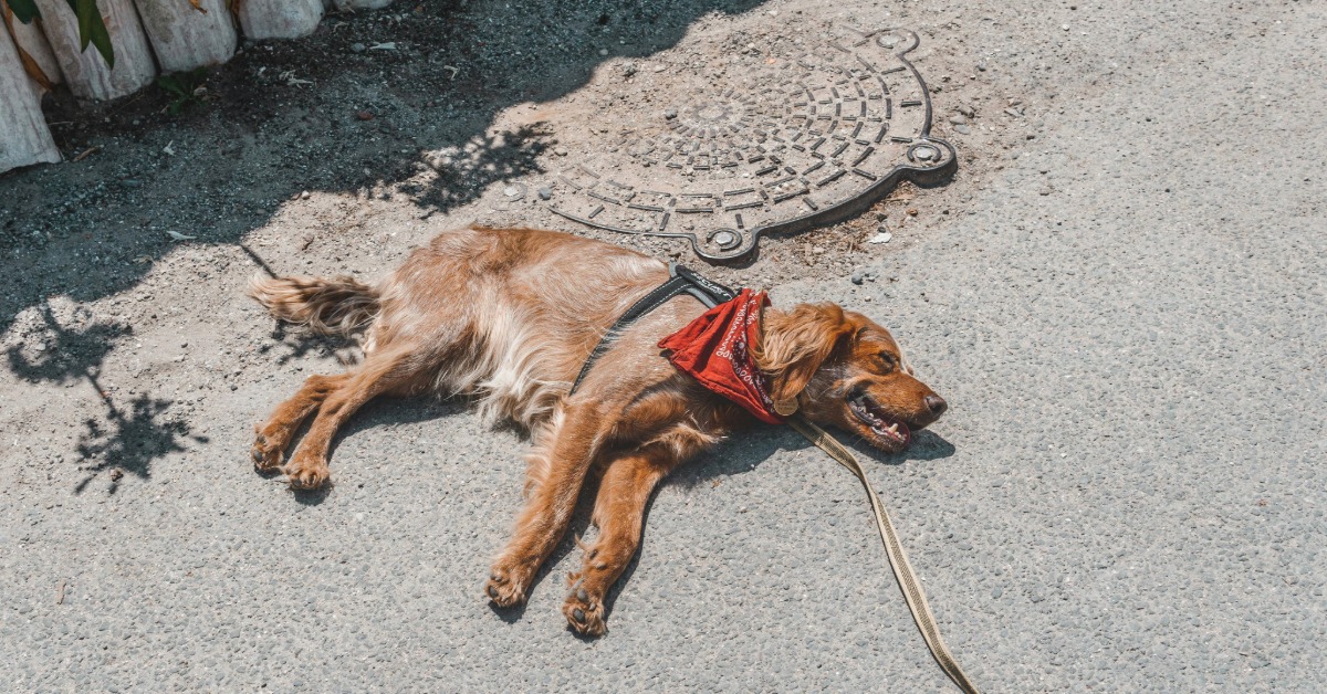 Yucatán Heat Raises Pet Heatstroke Risks Above 40C