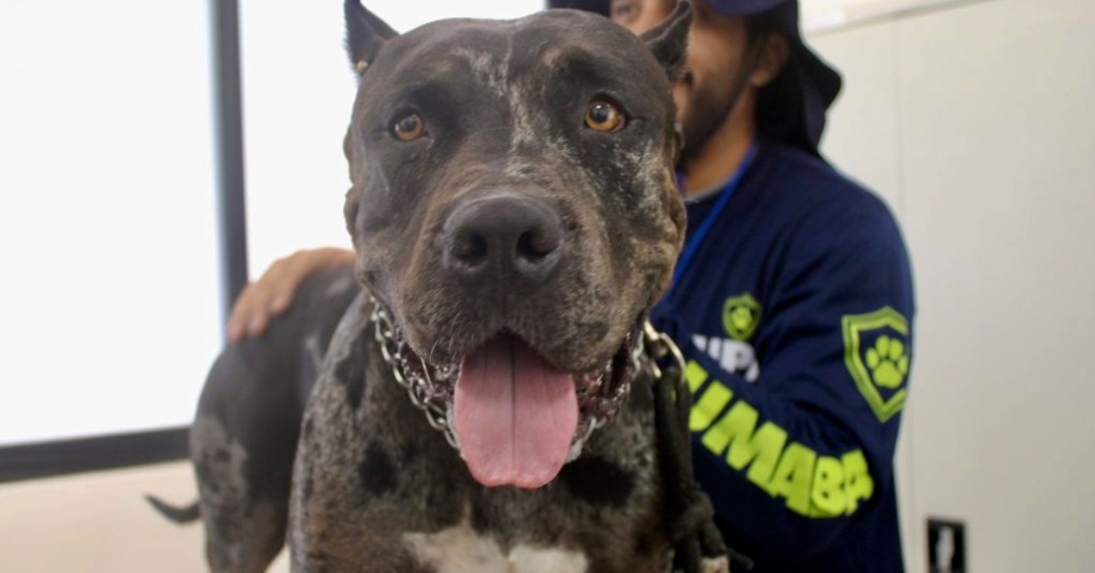 Zeus Turned Over After Mérida Dog Incident Dispute