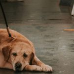 travel dog