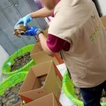 350 Turtles Shipped as Toys Were Found in Mexico Parcel