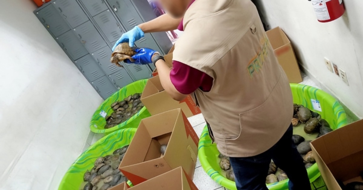 350 Turtles Shipped as Toys Were Found in Mexico Parcel