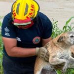 Firefighters Save Two Dogs From Vallarta Storm Canal