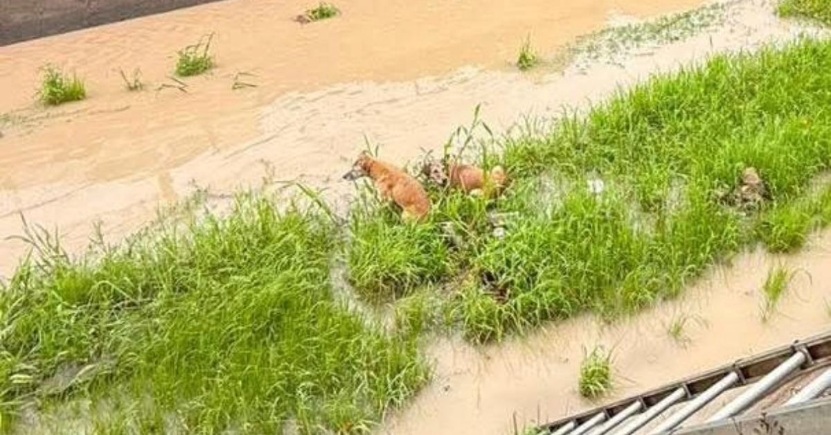 Firefighters Save Two Dogs From Vallarta Storm Canal