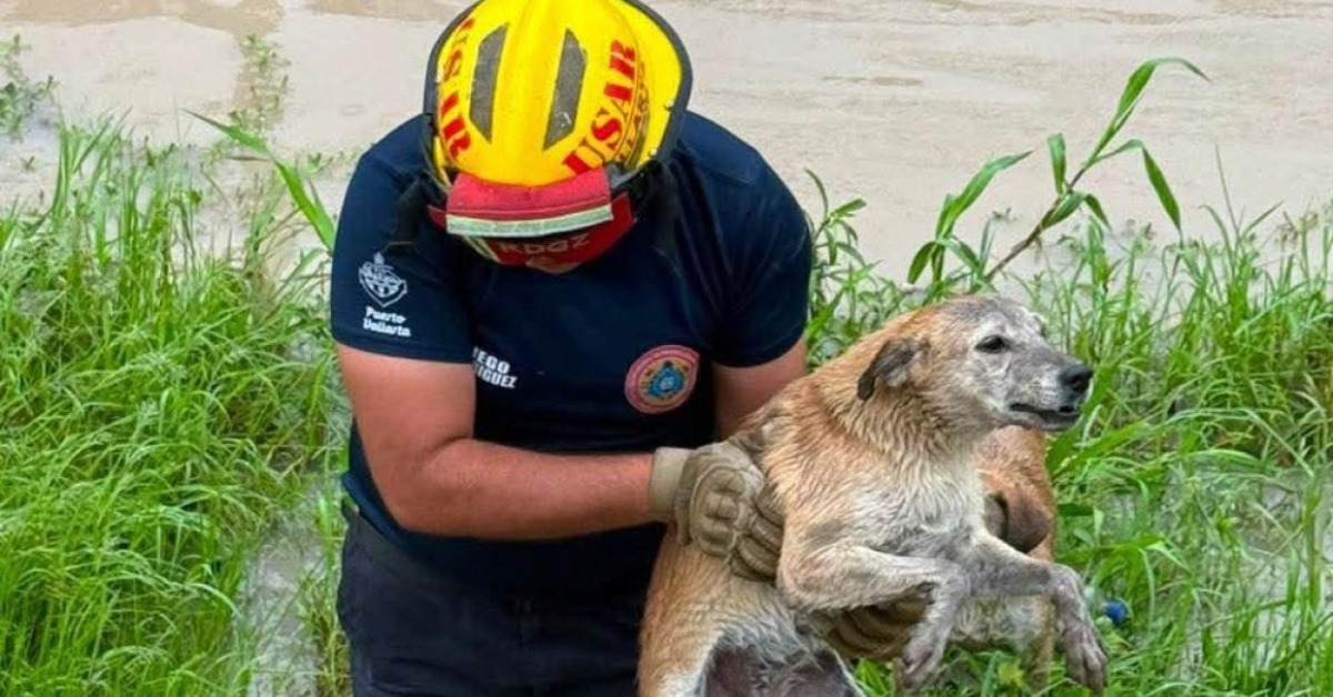 Firefighters Save Two Dogs From Vallarta Storm Canal