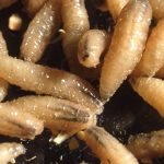 Flesh-eating parasite reaches seven cases in Puerto Vallarta