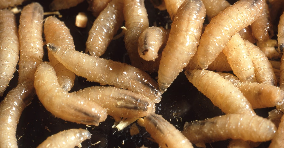 Flesh-eating parasite reaches seven cases in Puerto Vallarta