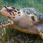 Hawksbill Turtle Nesting Recorded on Islas Marías