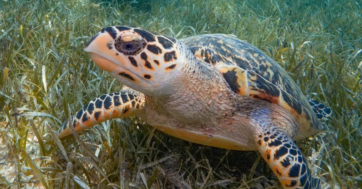 Hawksbill Turtle Nesting Recorded on Islas Marías
