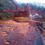 Highway 200 Reopens After Fallen Tree Near Sayulita