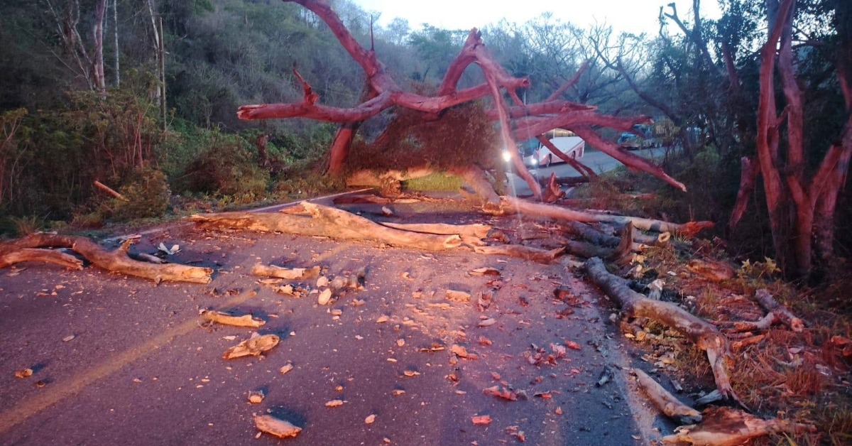 Highway 200 Reopens After Fallen Tree Near Sayulita