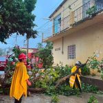 Ixtapa Road Cleared After Tree Brings Down CFE Lines