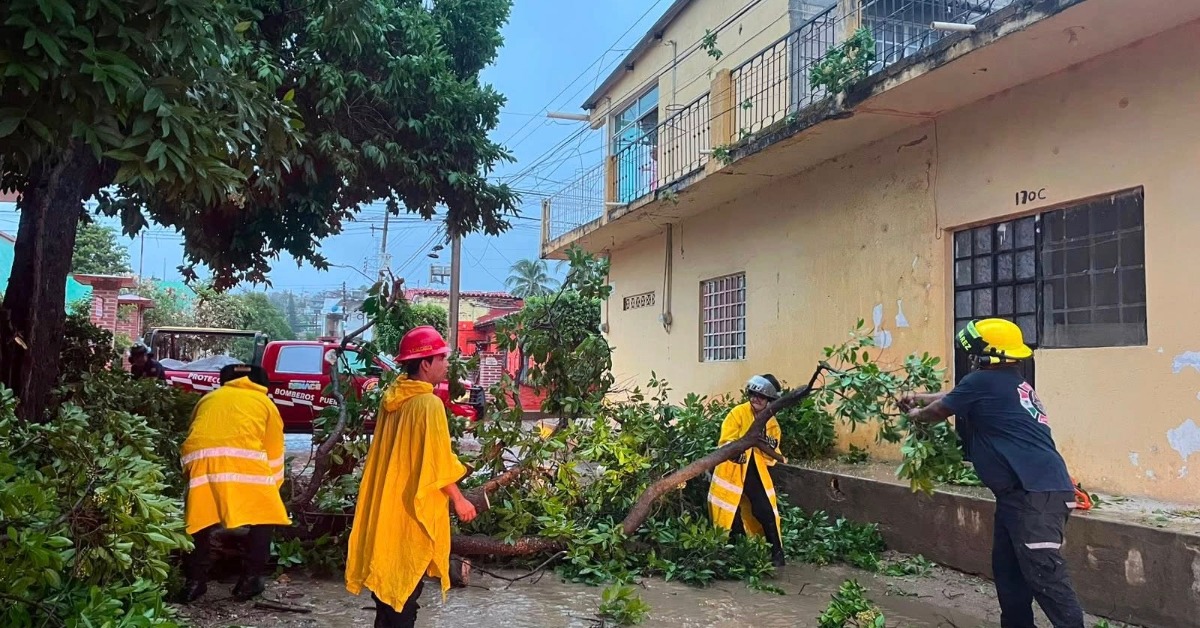 Ixtapa Road Cleared After Tree Brings Down CFE Lines
