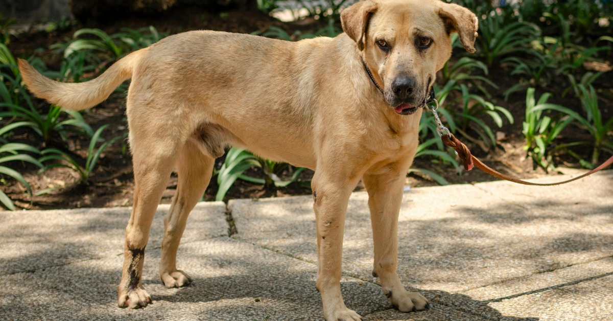 Puerto Vallarta Urges Leashes and Pet Waste Cleanup