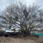 Puerto Vallarta officials authorized large ficus removal in Fluvial Vallarta