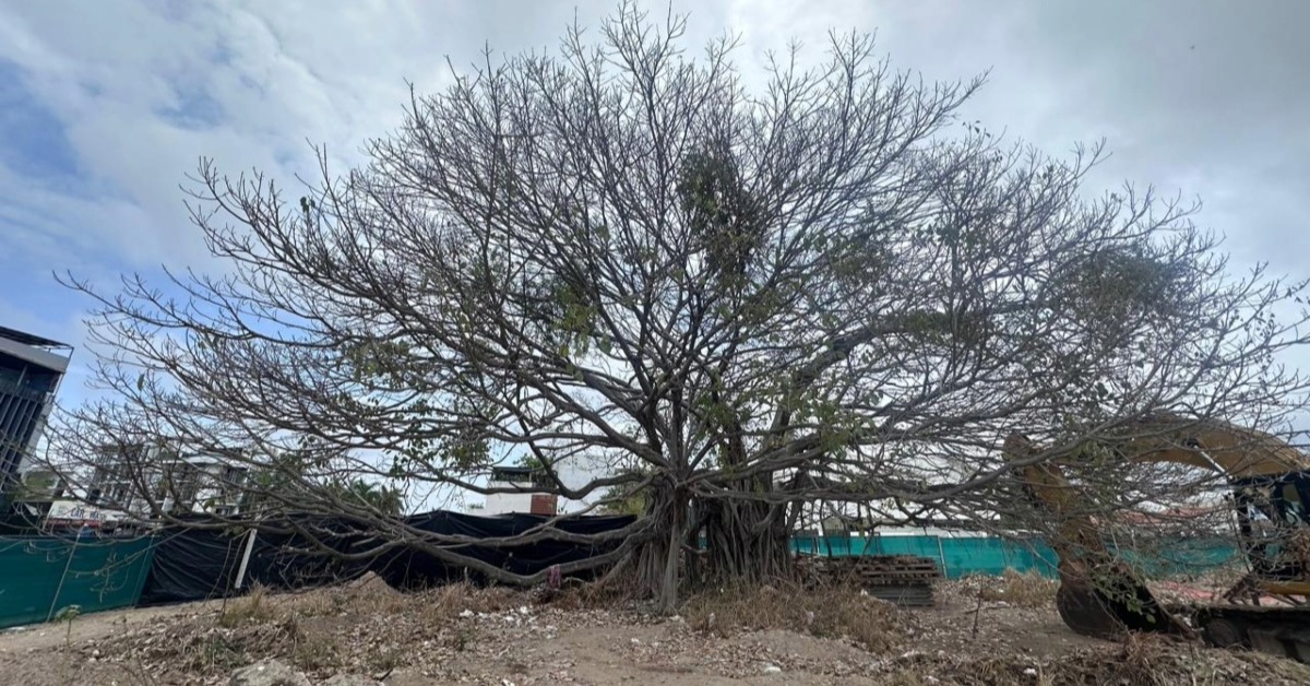 Puerto Vallarta officials authorized large ficus removal in Fluvial Vallarta