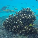 Vallarta Coral Recovery Project Gets Global Spotlight