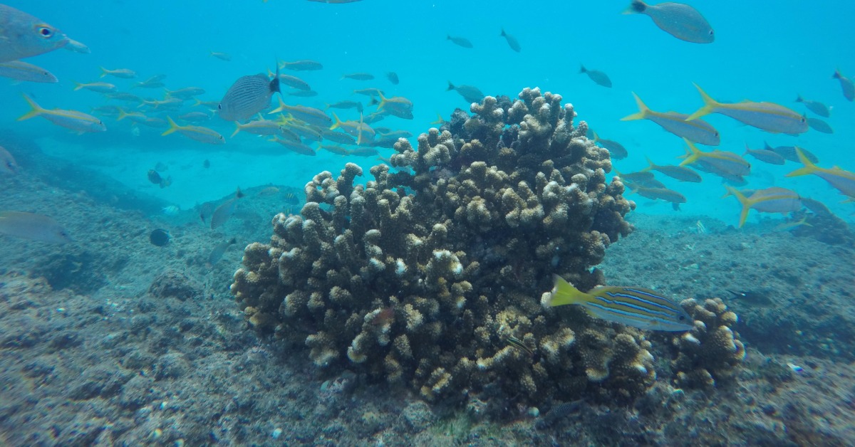 Vallarta Coral Recovery Project Gets Global Spotlight
