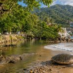 What to Do When You See Wildlife in Puerto Vallarta