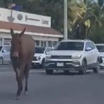 mule on the loose