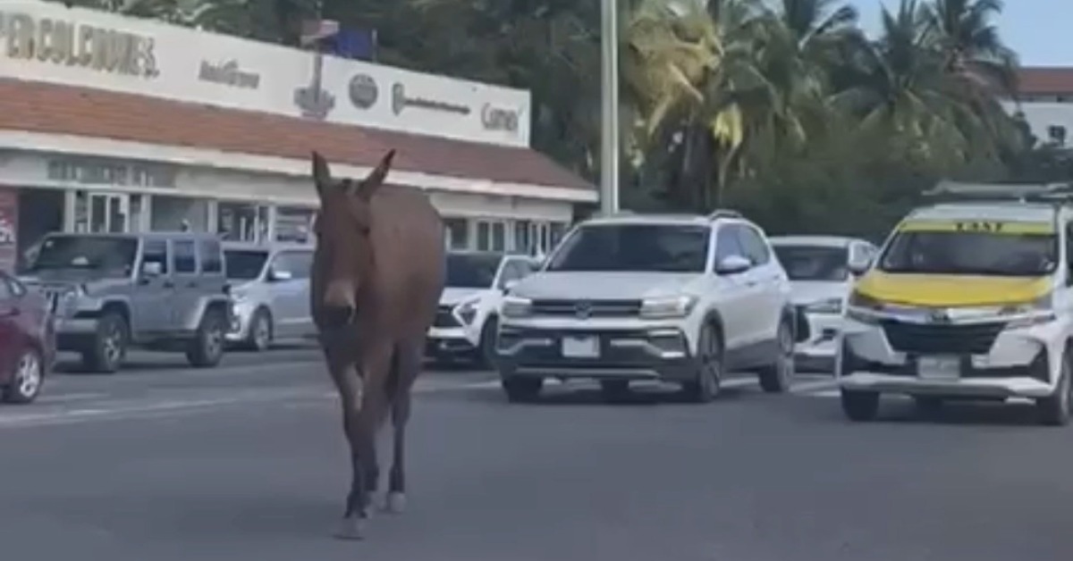 mule on the loose