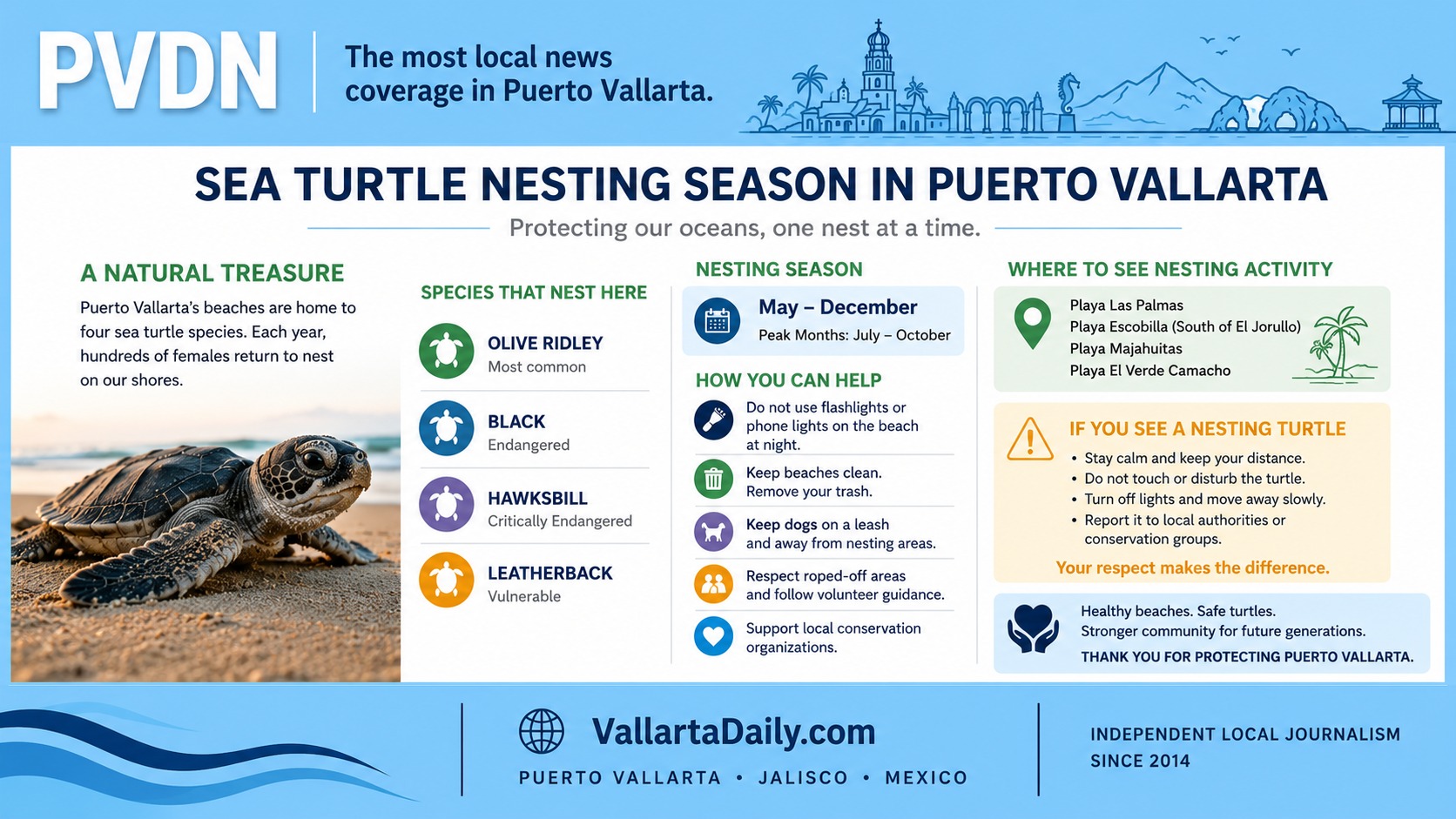 sea turtle puerto vallarta