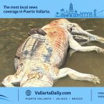 puerto vallarta crocodile