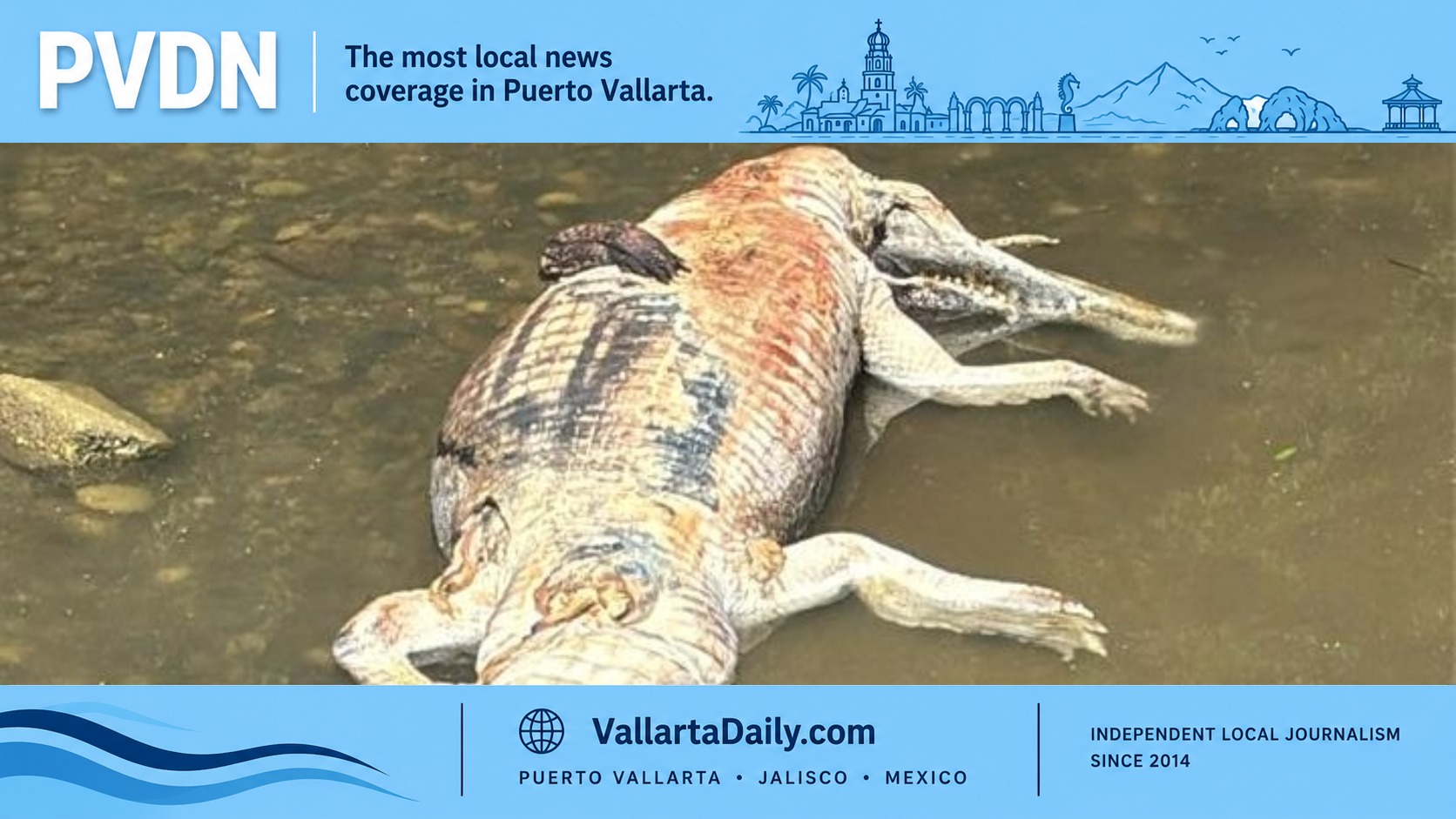 puerto vallarta crocodile