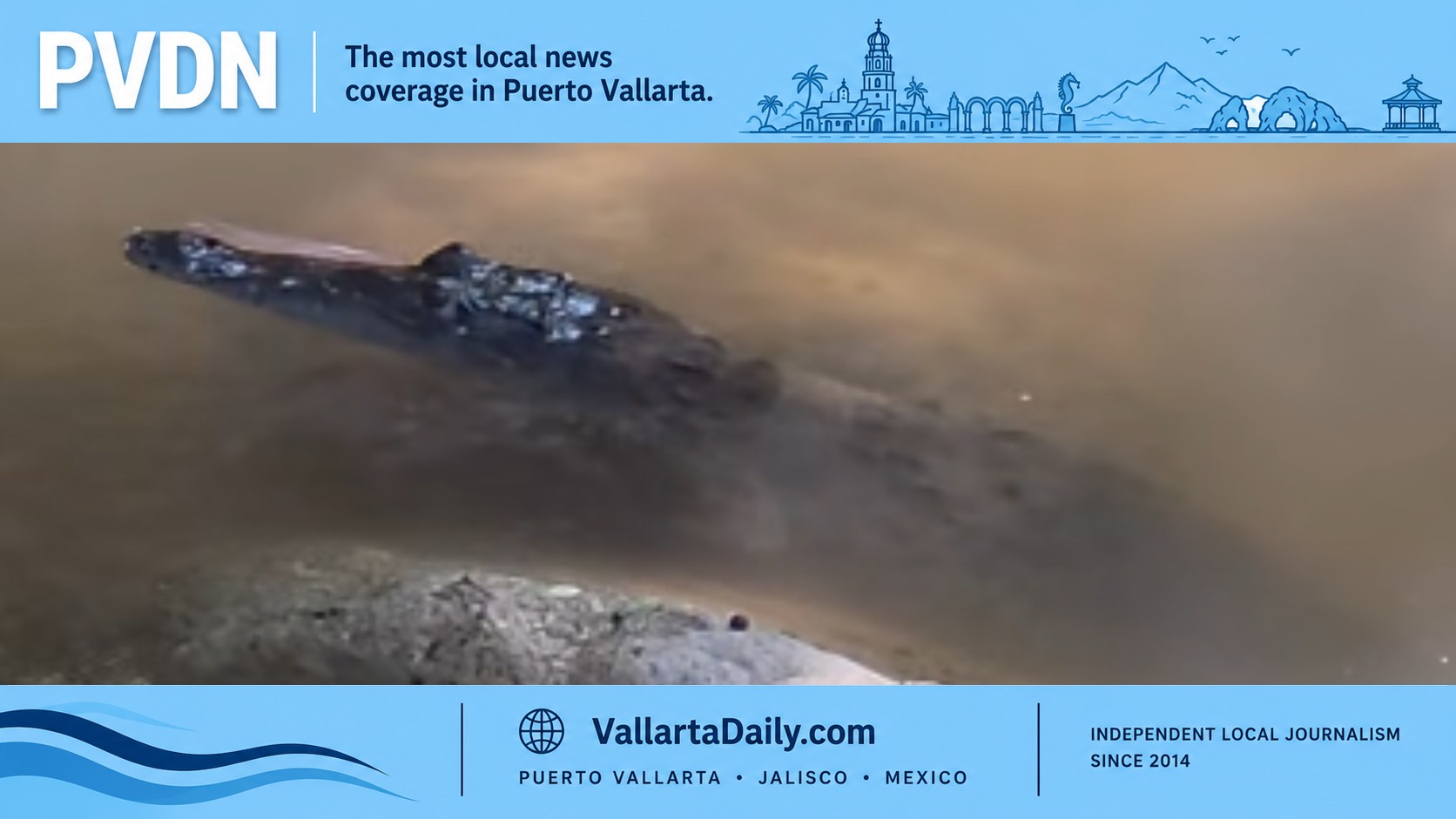Three-Meter Crocodile Captured Near Molino de Agua