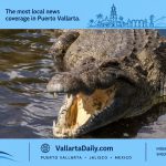 crocodile vallarta