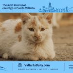 island cats vallarta