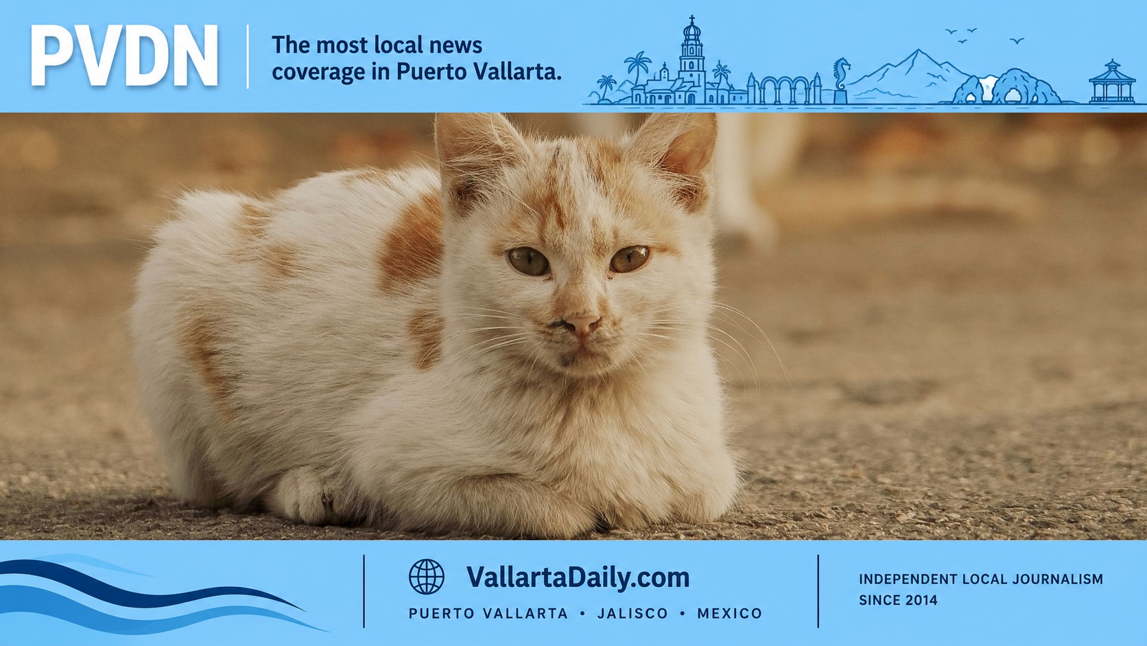 island cats vallarta