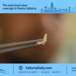 screwworm puerto vallarta