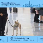 airport dogs
