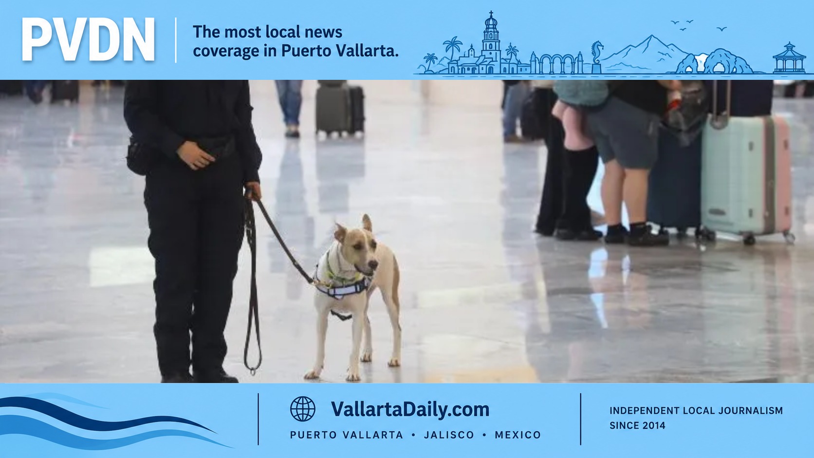 airport dogs