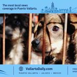 dog rescue