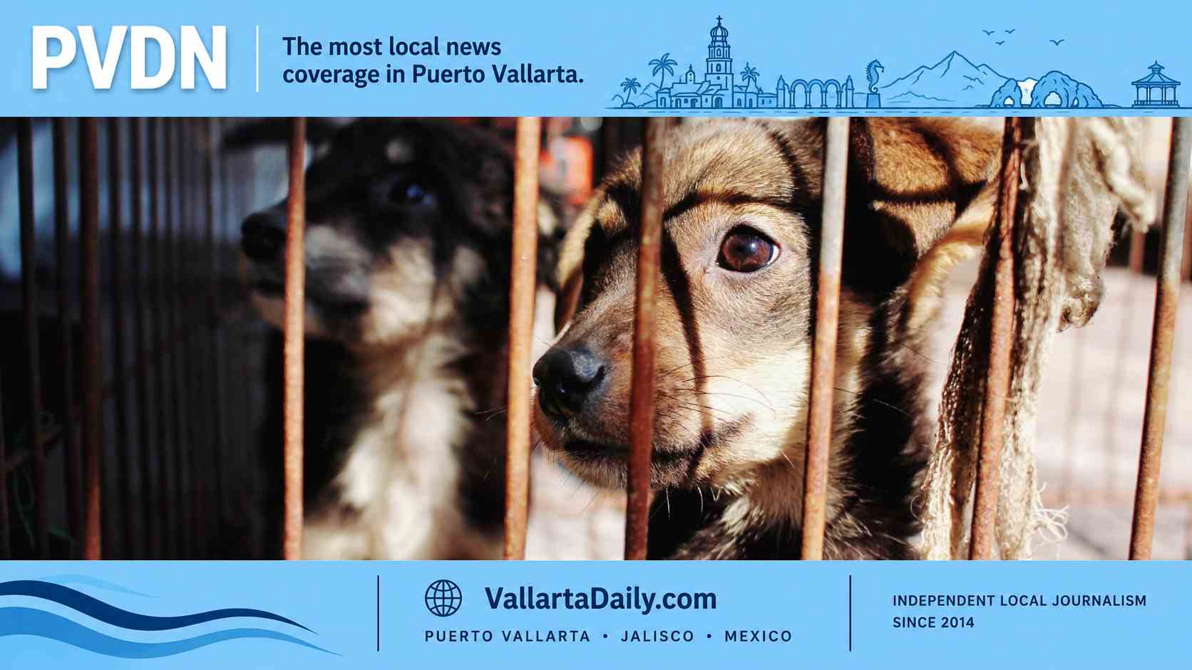 dog rescue