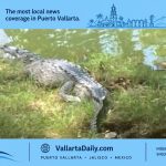 crocodile vallarta