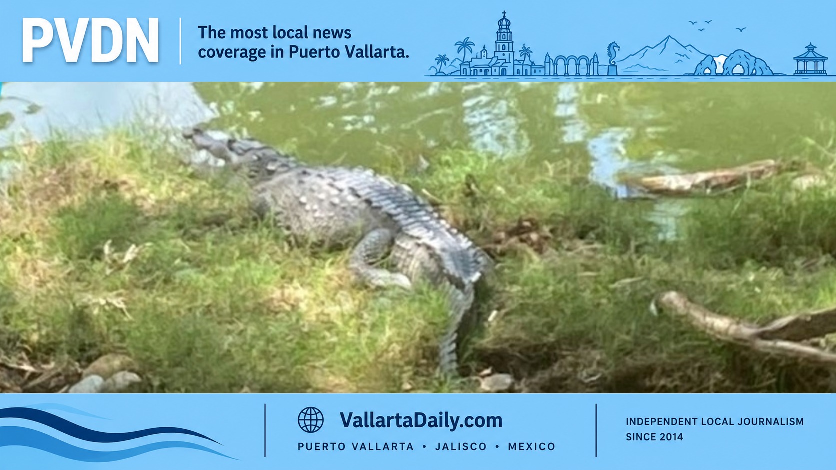 crocodile vallarta