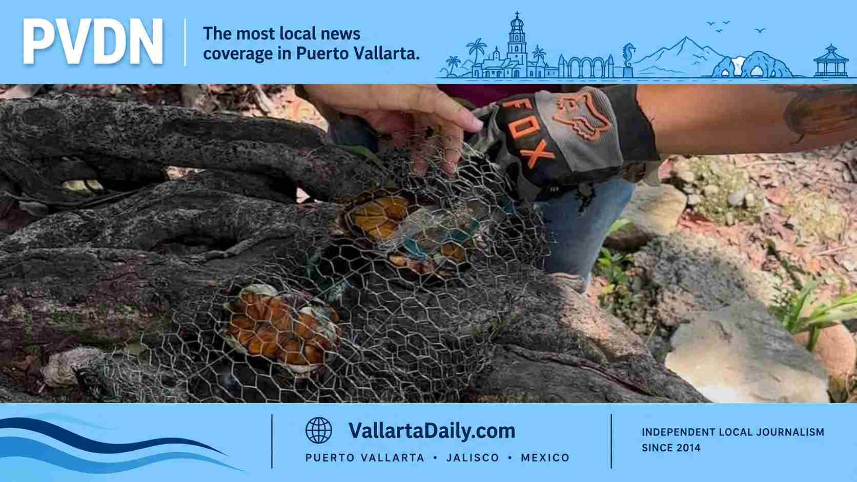 turtle rescue