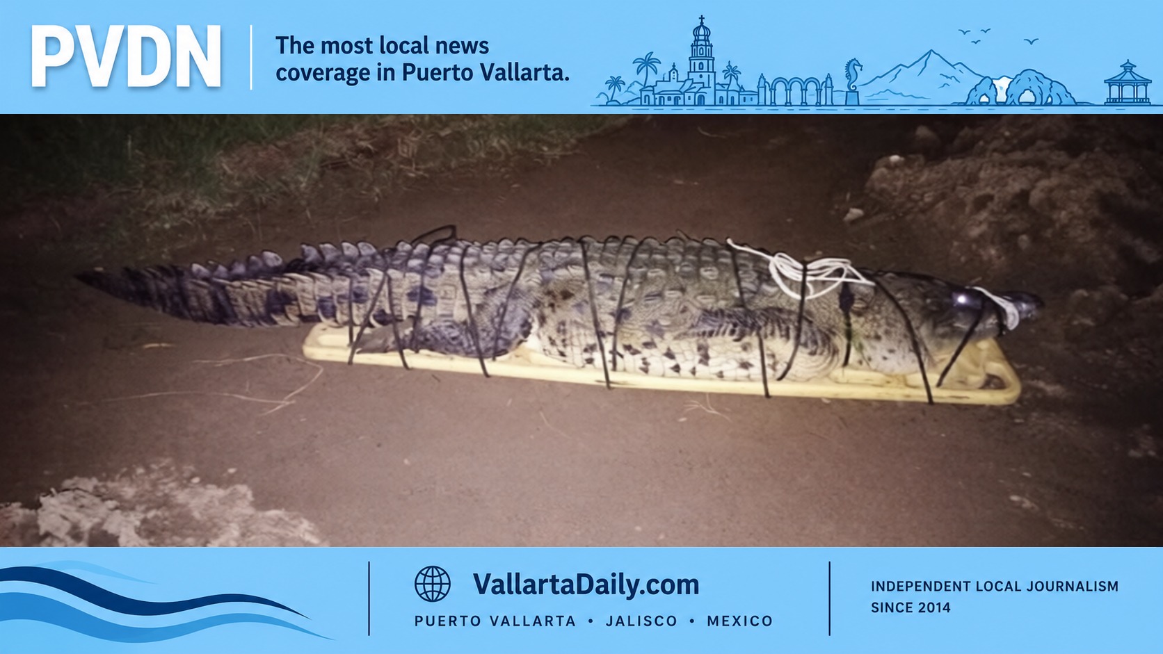 crocodile