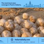 turtle eggs